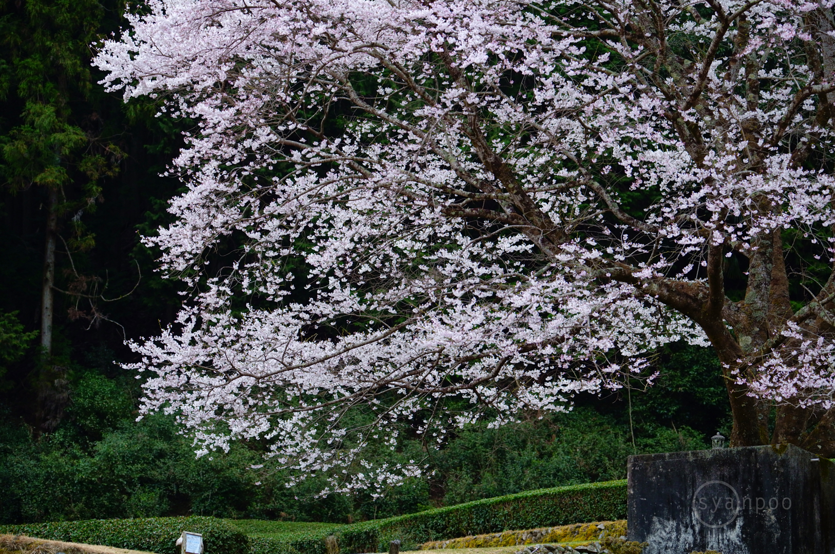 https://www.yaotomi.co.jp/blog/walk/SDIM4452%2C138%20mm%2CF5.3%2Ciso1250%28JPEG%29.jpg