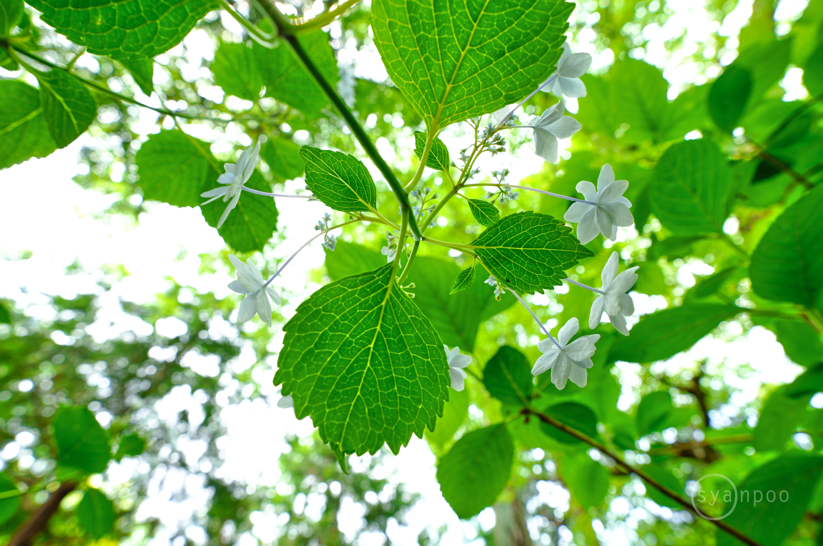 https://www.yaotomi.co.jp/blog/walk/SDIM4458%2C16%20mm%2CF4%2Ciso100%28JPEG%29.jpg