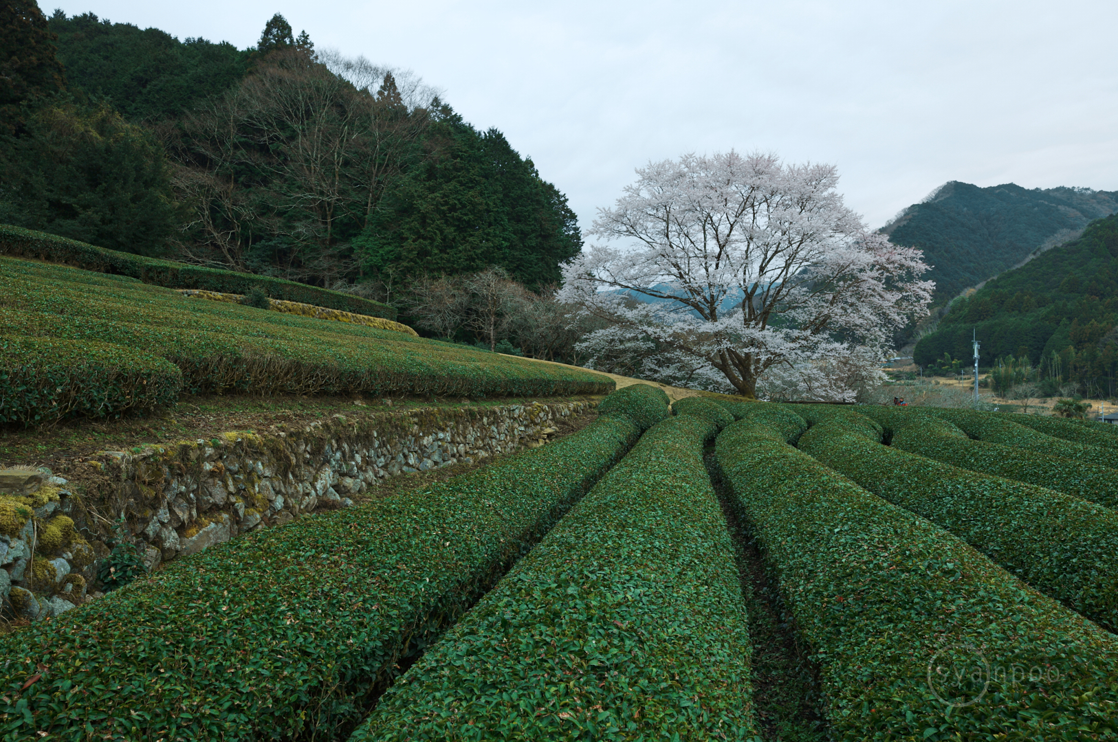 https://www.yaotomi.co.jp/blog/walk/SDIM4506%2C24%20mm%2CF10%2Ciso100%28JPEG%29.jpg