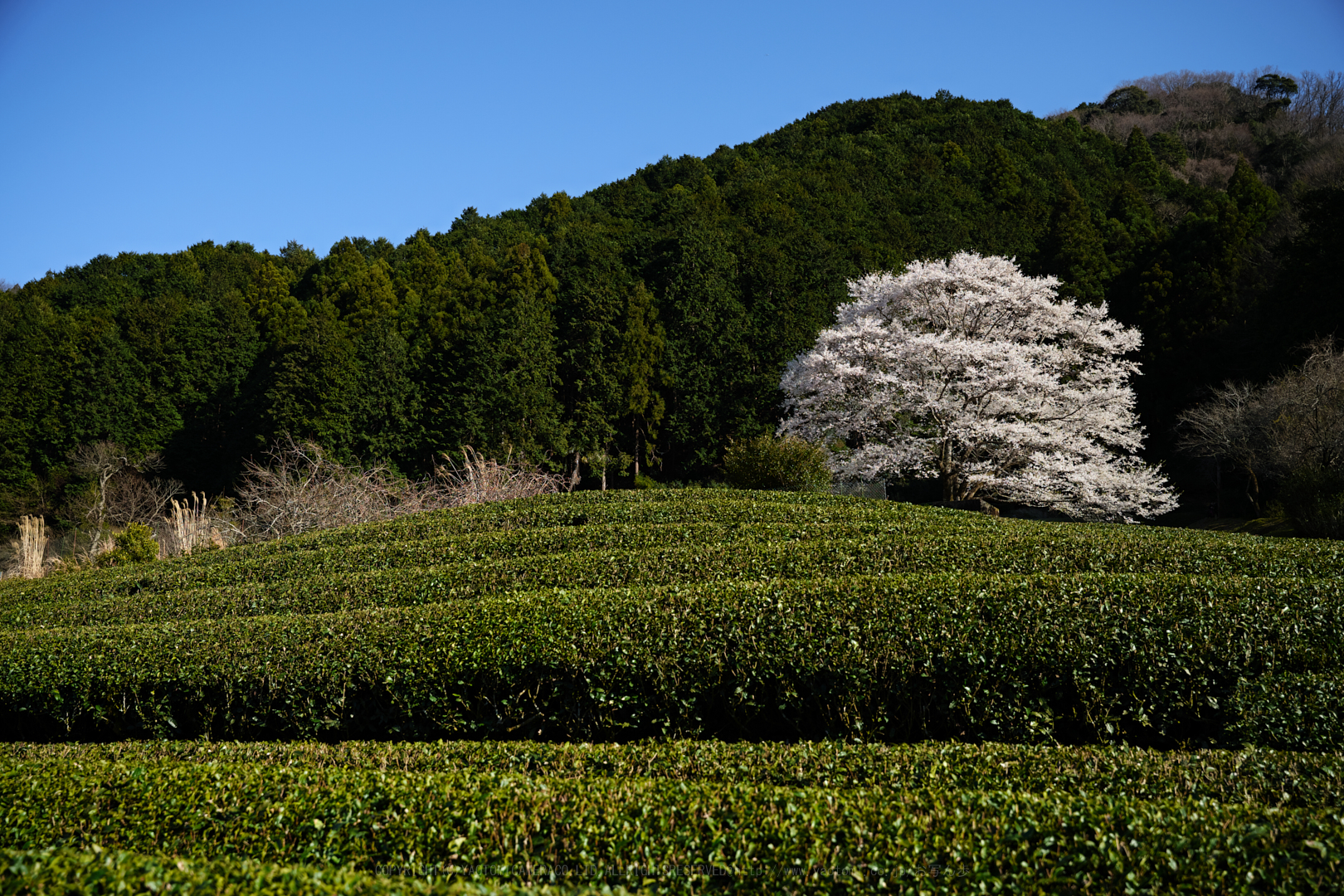 https://www.yaotomi.co.jp/blog/walk/SDIM4506_2020yaotomi.jpg