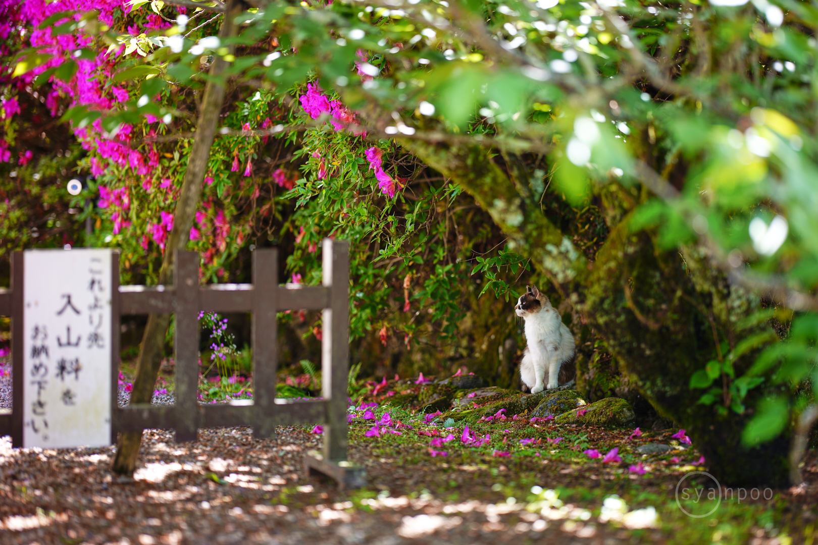 https://www.yaotomi.co.jp/blog/walk/SDIM4509%2C85%20mm%2CF1.4%2Ciso100%28JPEG%29.jpg