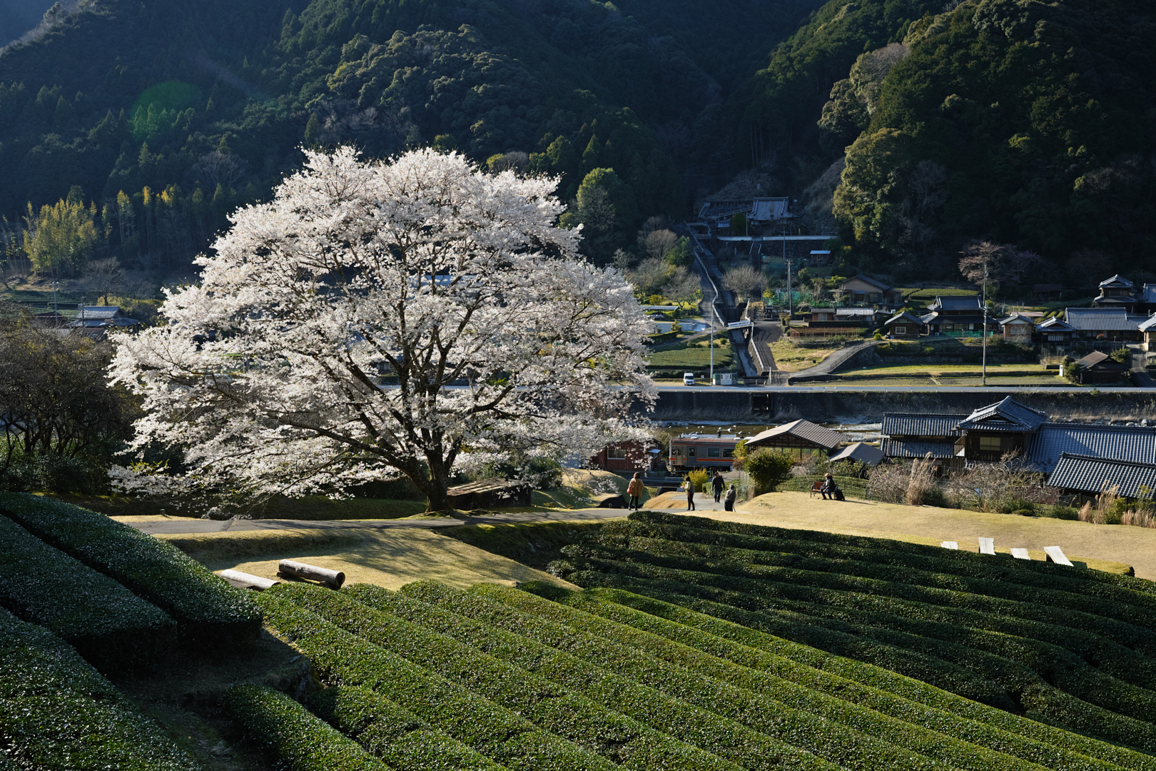 https://www.yaotomi.co.jp/blog/walk/SDIM4513_2020yaotomi.jpg