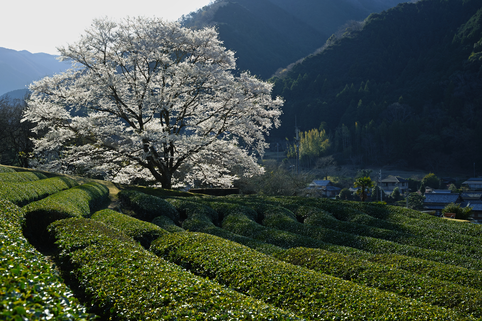 https://www.yaotomi.co.jp/blog/walk/SDIM4560_2020yaotomi.jpg