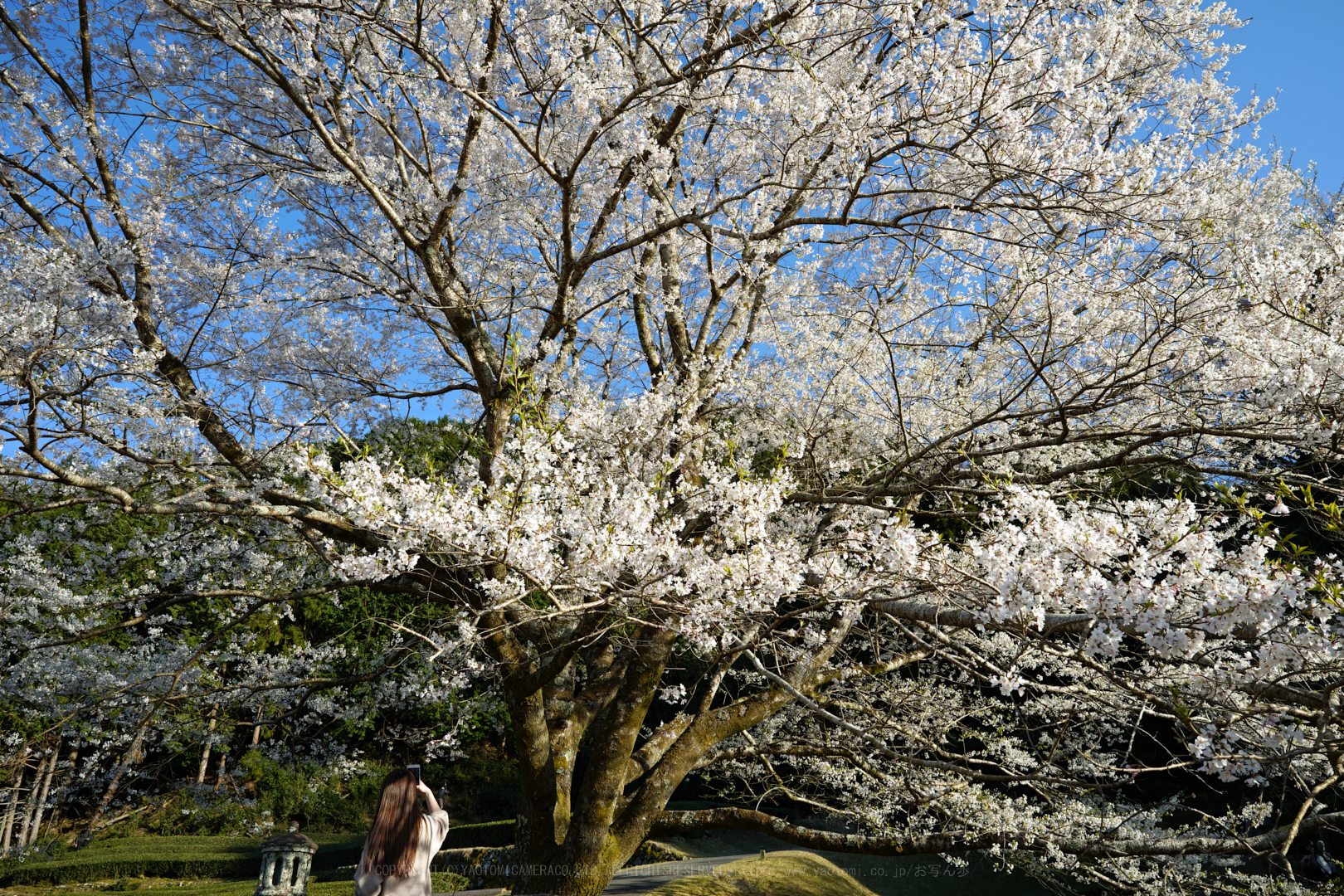 https://www.yaotomi.co.jp/blog/walk/SDIM4575_2020yaotomi.jpg