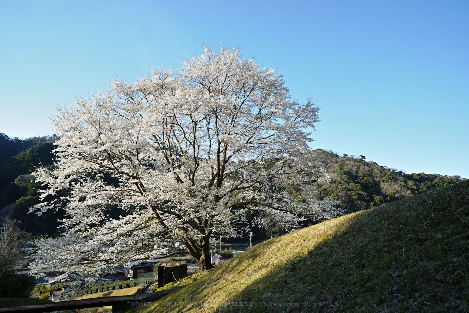 https://www.yaotomi.co.jp/blog/walk/SDIM4578_2020yaotomi.jpg