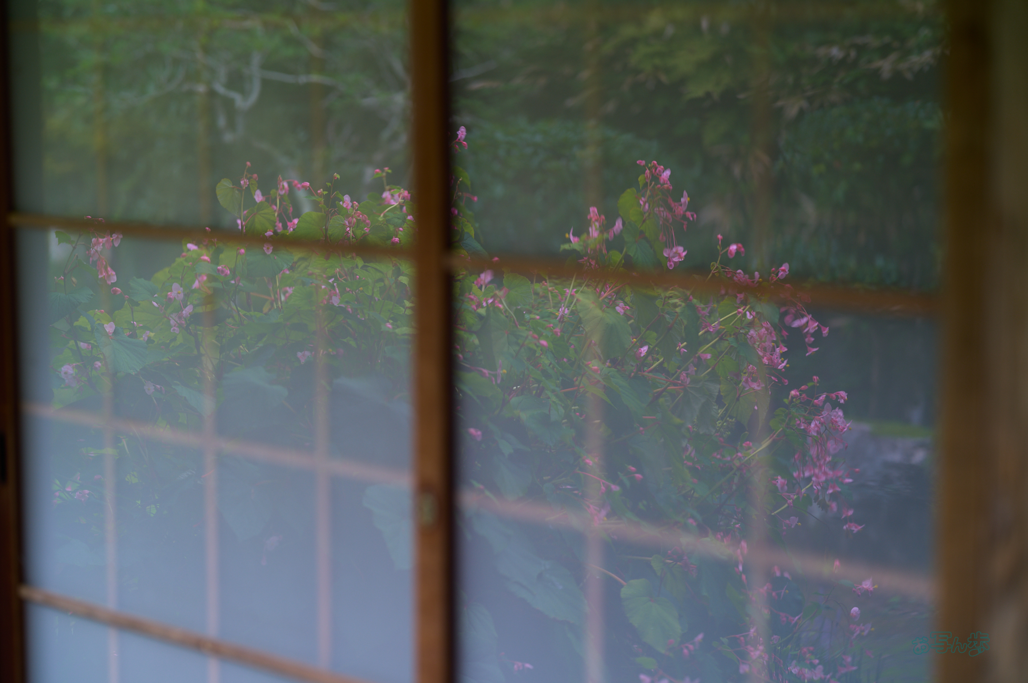 https://www.yaotomi.co.jp/blog/walk/SDIM4585co%2C85%20mm%2CF2.2%2C1-125%20%E7%A7%92%2Ciso100%2C85mm%20F1.2%20DG%20%20Art%20026.jpg