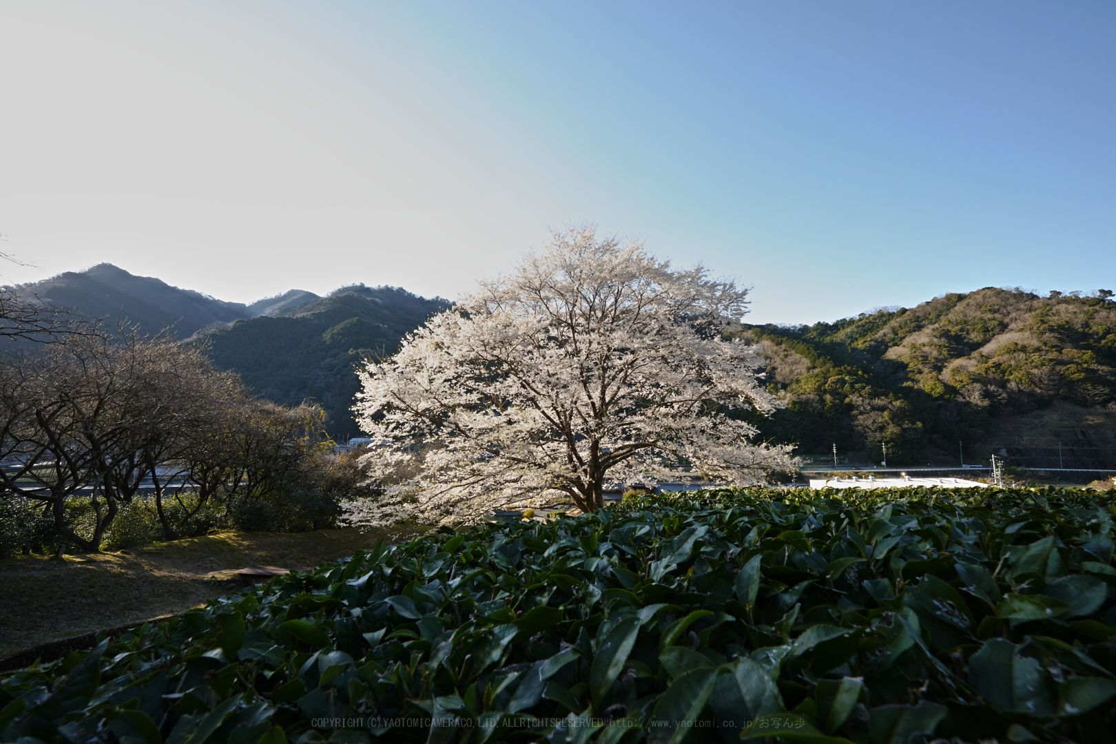 https://www.yaotomi.co.jp/blog/walk/SDIM4596_2020yaotomi.jpg