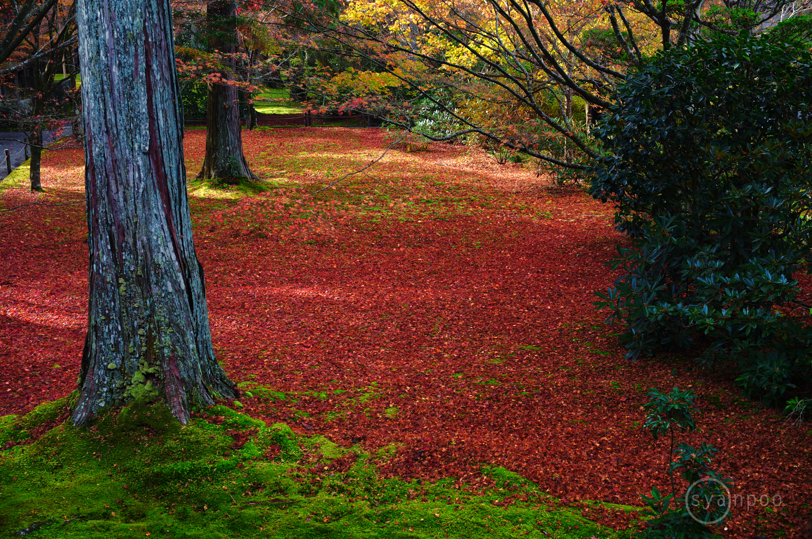 https://www.yaotomi.co.jp/blog/walk/SDIM4606%2C31%20mm%2CF5%2Ciso100%28JPEG%29.jpg