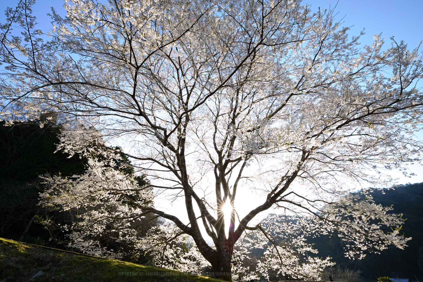 https://www.yaotomi.co.jp/blog/walk/SDIM4612_2020yaotomi.jpg