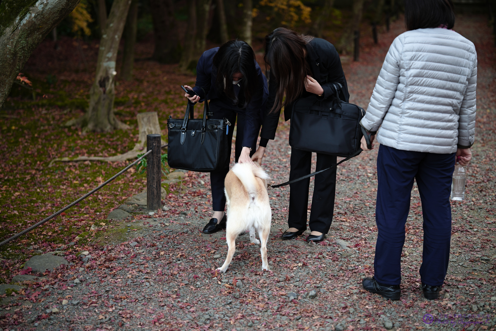 https://www.yaotomi.co.jp/blog/walk/SDIM4689%2CSIGMA%20fp%2C65%20mm_2020yaotomi.jpg