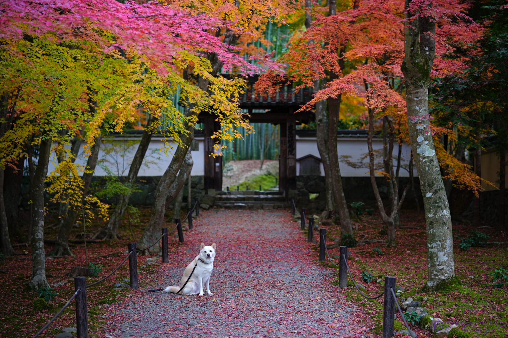 https://www.yaotomi.co.jp/blog/walk/SDIM4693%2CSIGMA%20fp%2C65%20mm_2020yaotomi.jpg