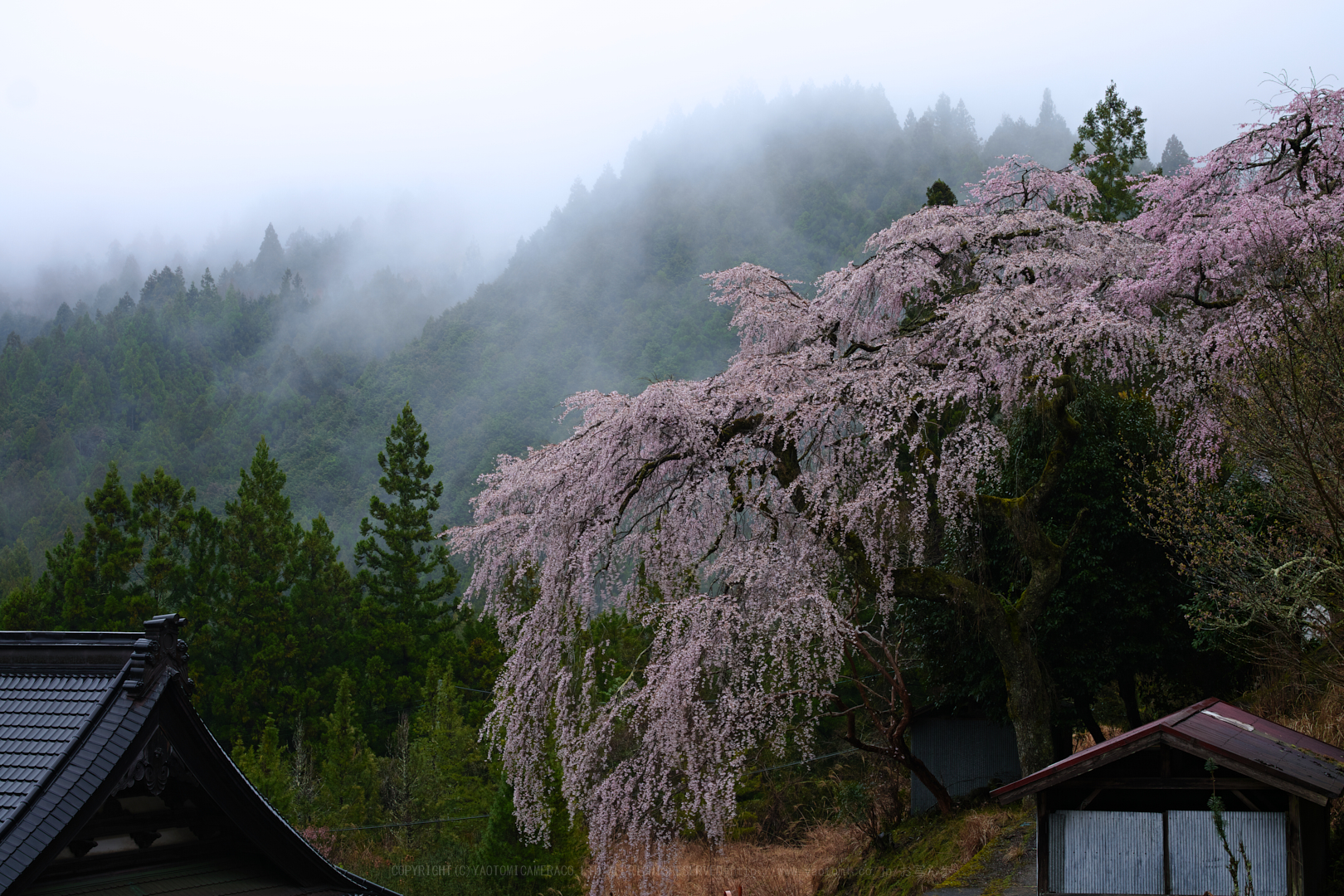 https://www.yaotomi.co.jp/blog/walk/SDIM4710_2020yaotomi.jpg