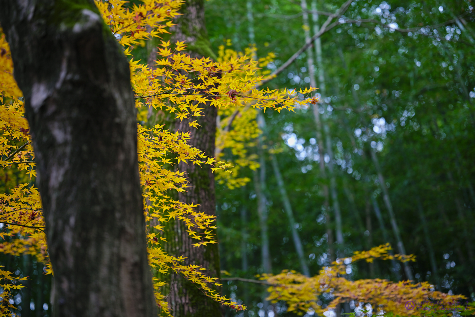 https://www.yaotomi.co.jp/blog/walk/SDIM4723%2CSIGMA%20fp%2C65%20mm_2020yaotomi.jpg