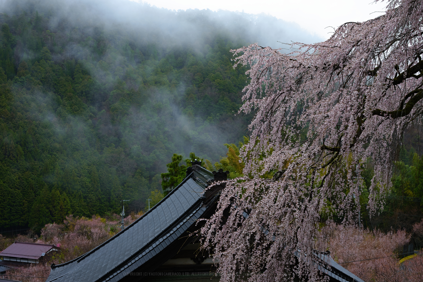 https://www.yaotomi.co.jp/blog/walk/SDIM4770_2020yaotomi.jpg