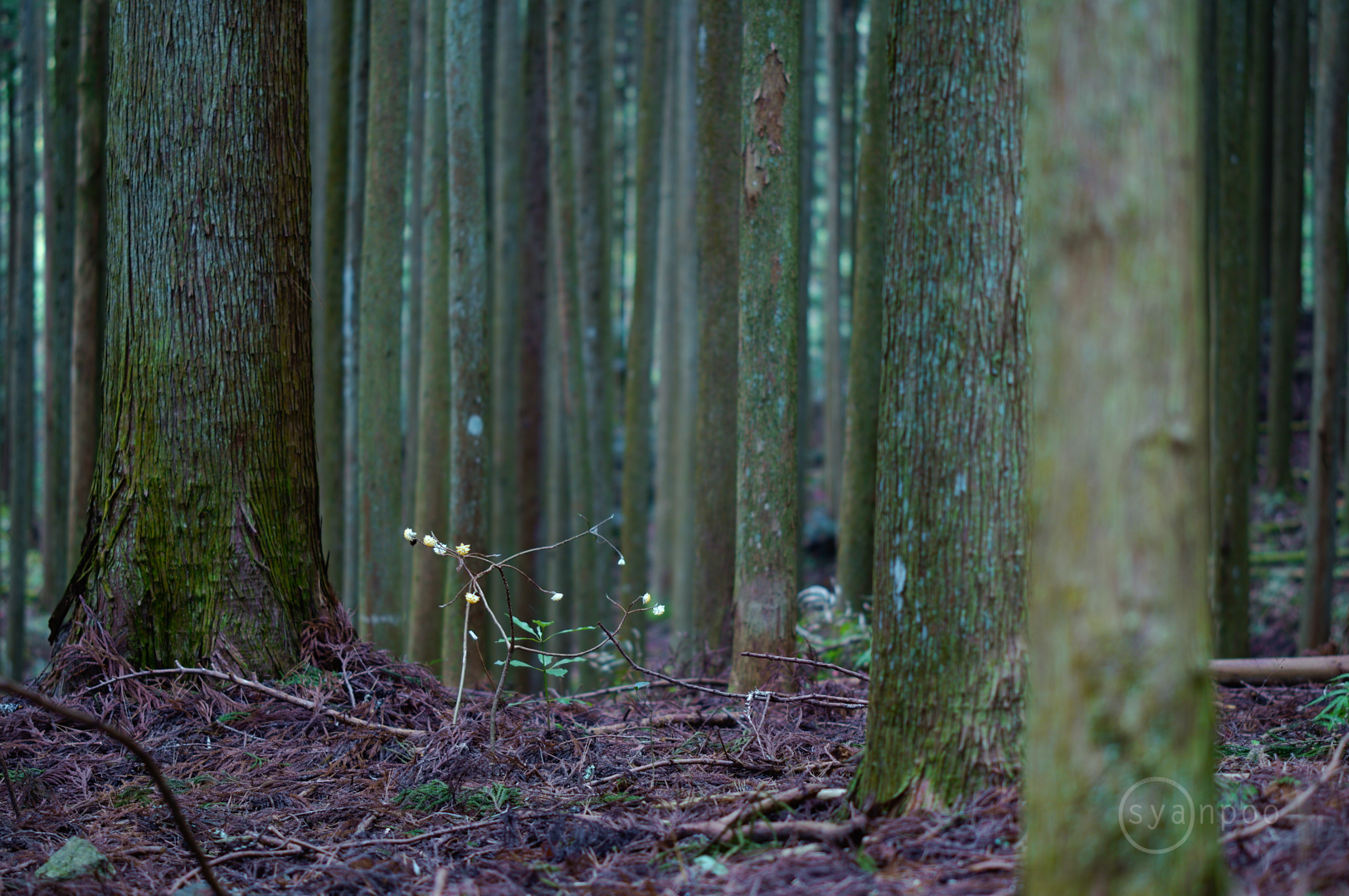 https://www.yaotomi.co.jp/blog/walk/SDIM4830%2C50%20mm%2CF1.4%2Ciso125%28JPEG%29.jpg