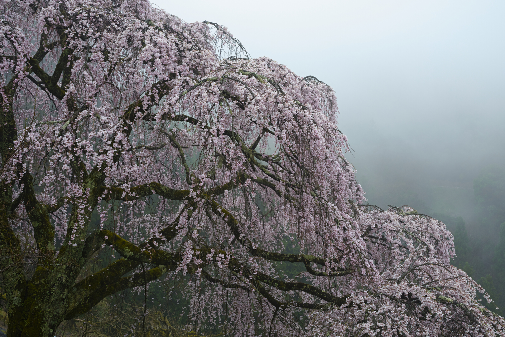 https://www.yaotomi.co.jp/blog/walk/SDIM4836_2020yaotomi.jpg