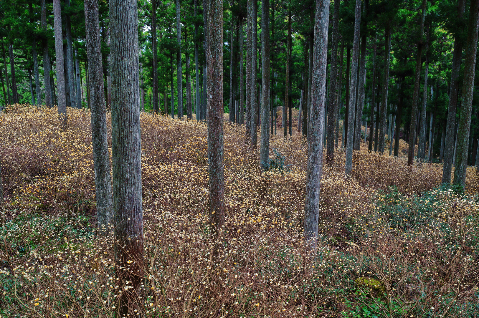 https://www.yaotomi.co.jp/blog/walk/SDIM4891%2C24%20mm%2CF8%2Ciso160%28JPEG%29.jpg