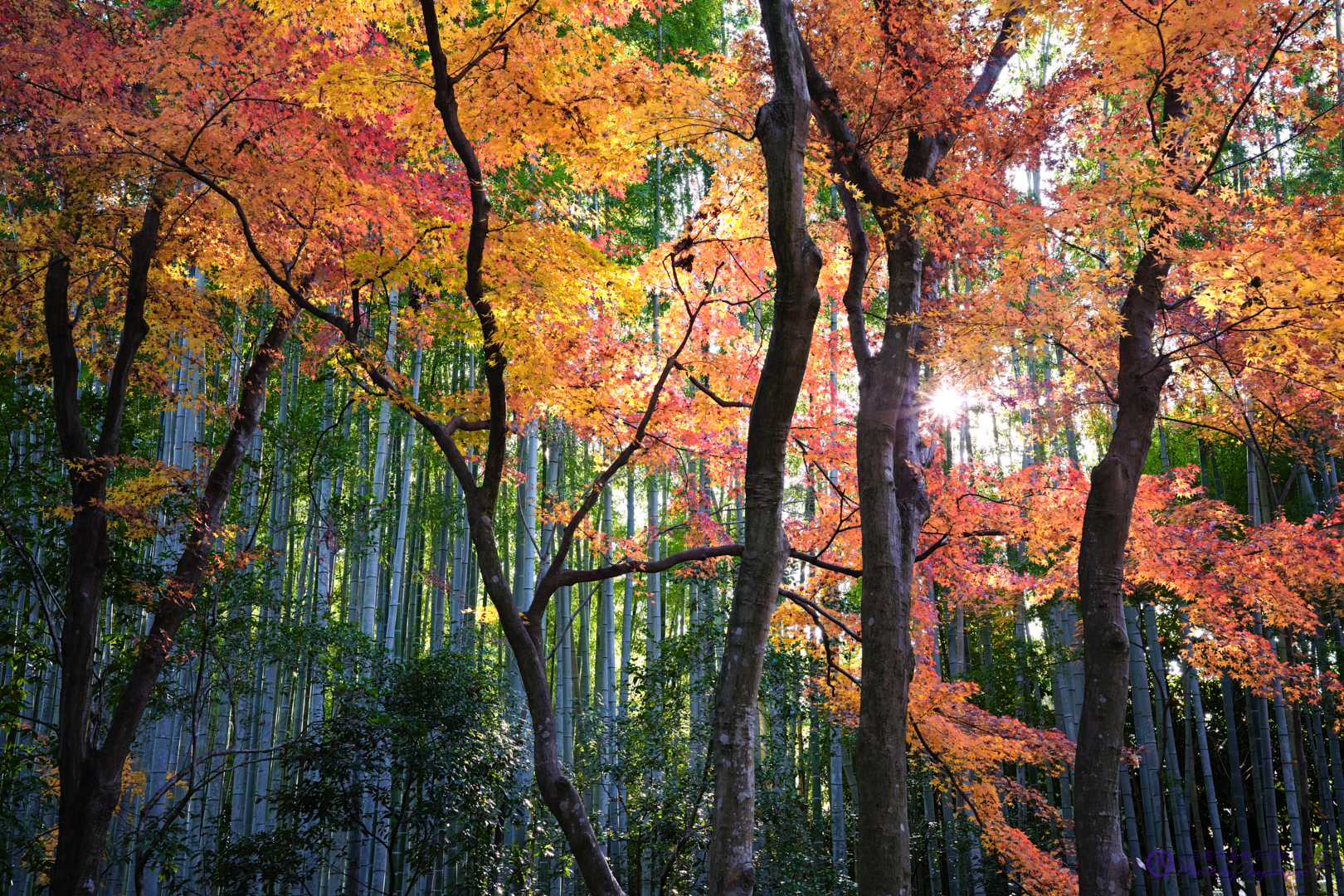 https://www.yaotomi.co.jp/blog/walk/SDIM4906%2CSIGMA%20fp%2C35%20mm_2020yaotomi.jpg