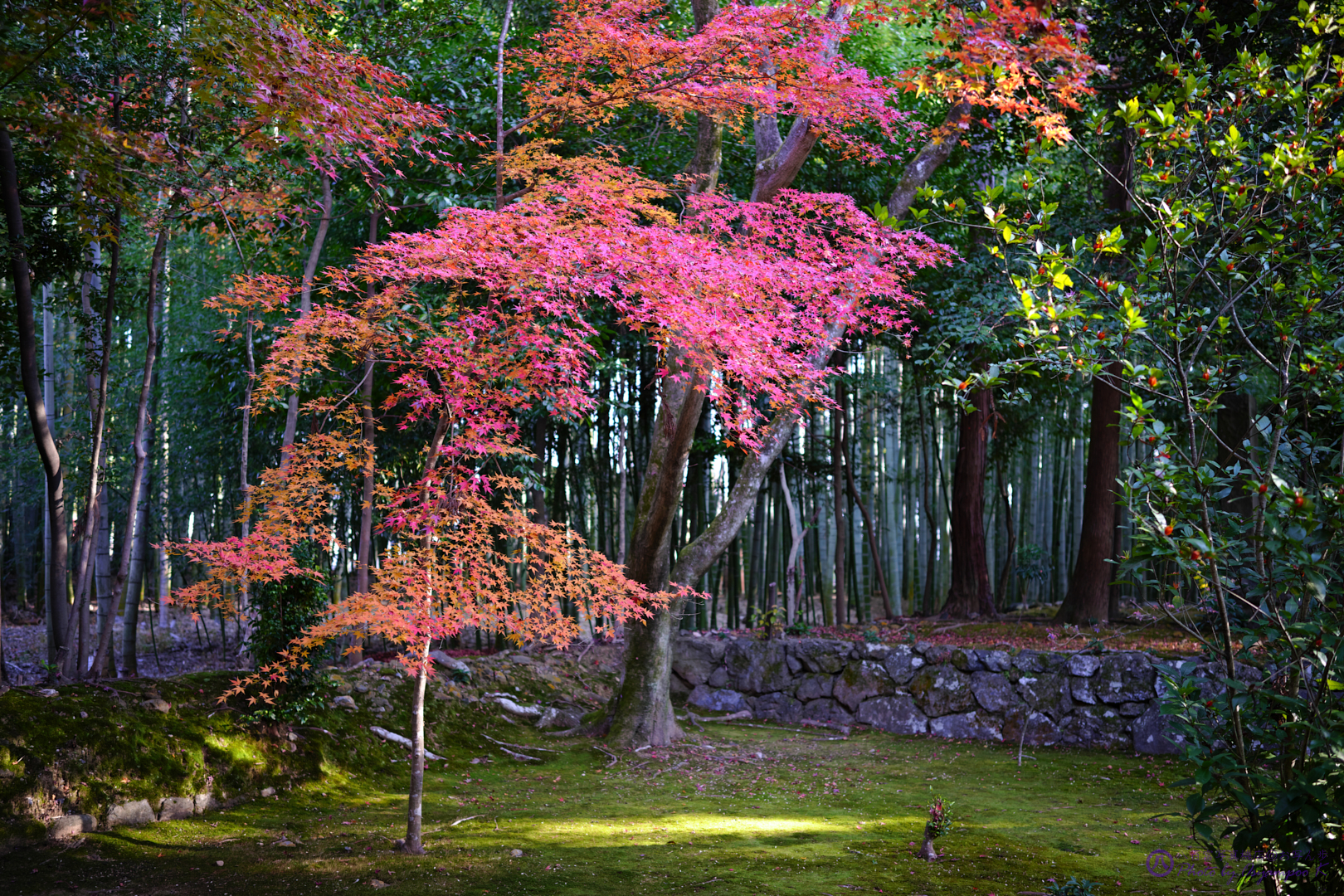 https://www.yaotomi.co.jp/blog/walk/SDIM4914%2CSIGMA%20fp%2C35%20mm_2020yaotomi.jpg