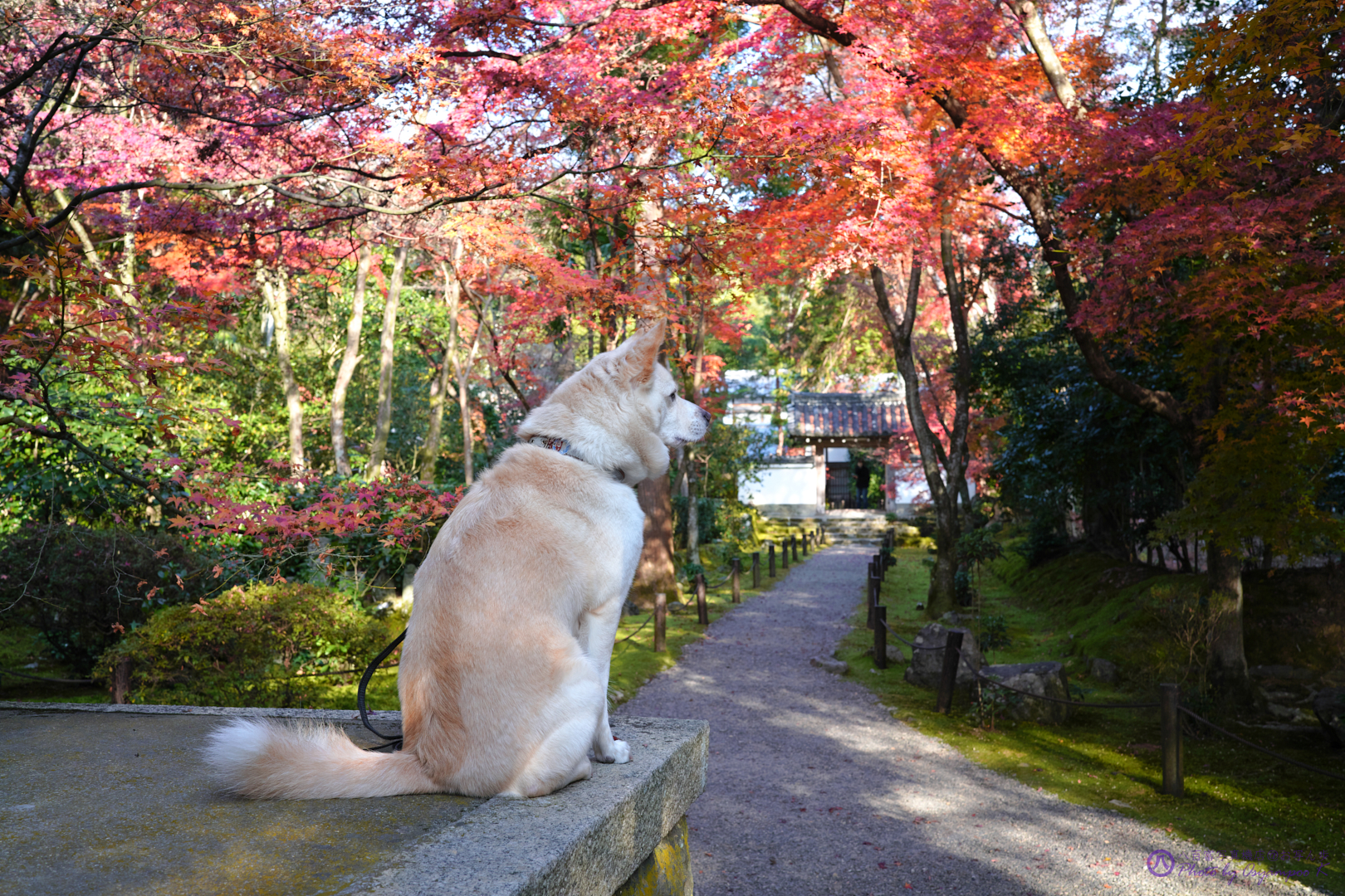 https://www.yaotomi.co.jp/blog/walk/SDIM4927%2CSIGMA%20fp%2C35%20mm_2020yaotomi.jpg