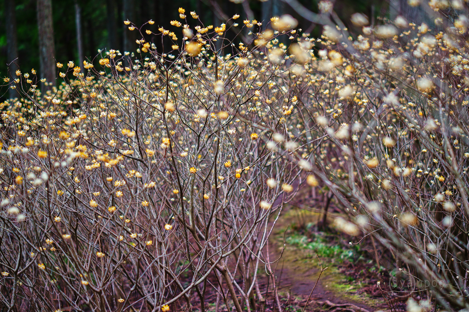 https://www.yaotomi.co.jp/blog/walk/SDIM4929%2C50%20mm%2CF1.4%2Ciso100%28JPEG%29.jpg