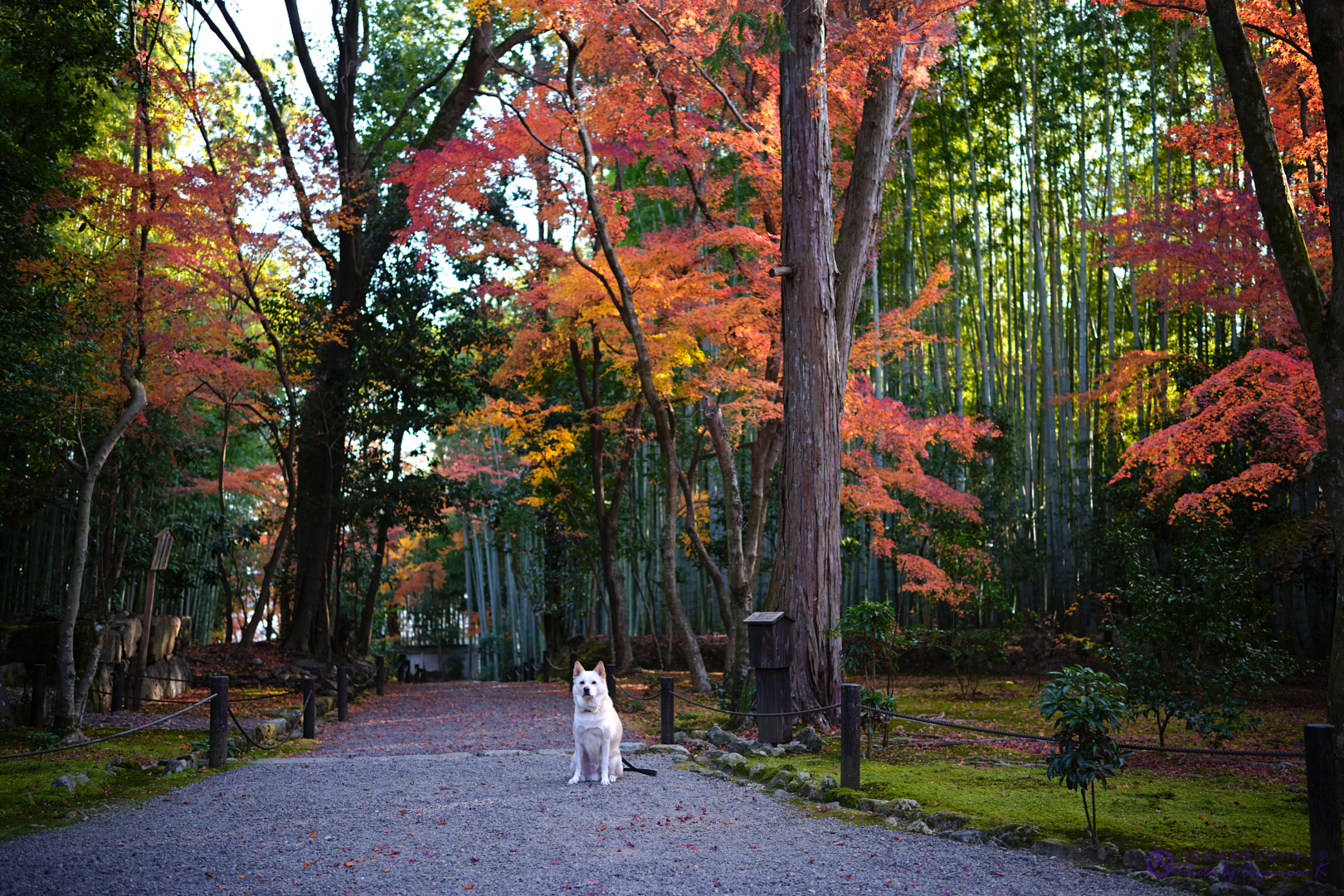 https://www.yaotomi.co.jp/blog/walk/SDIM4935%2CSIGMA%20fp%2C35%20mm_2020yaotomi.jpg