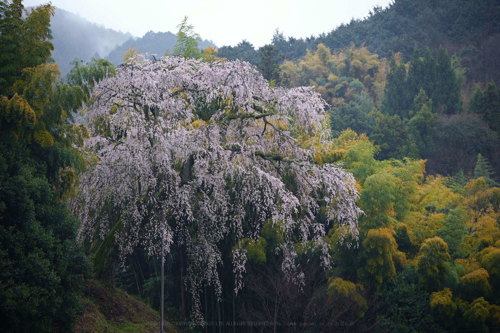 https://www.yaotomi.co.jp/blog/walk/SDIM4963_2020yaotomi.jpg