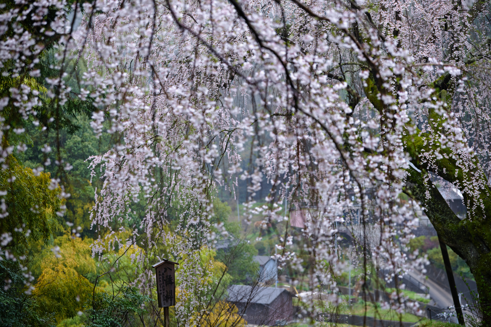 https://www.yaotomi.co.jp/blog/walk/SDIM4988_2020yaotomi.jpg