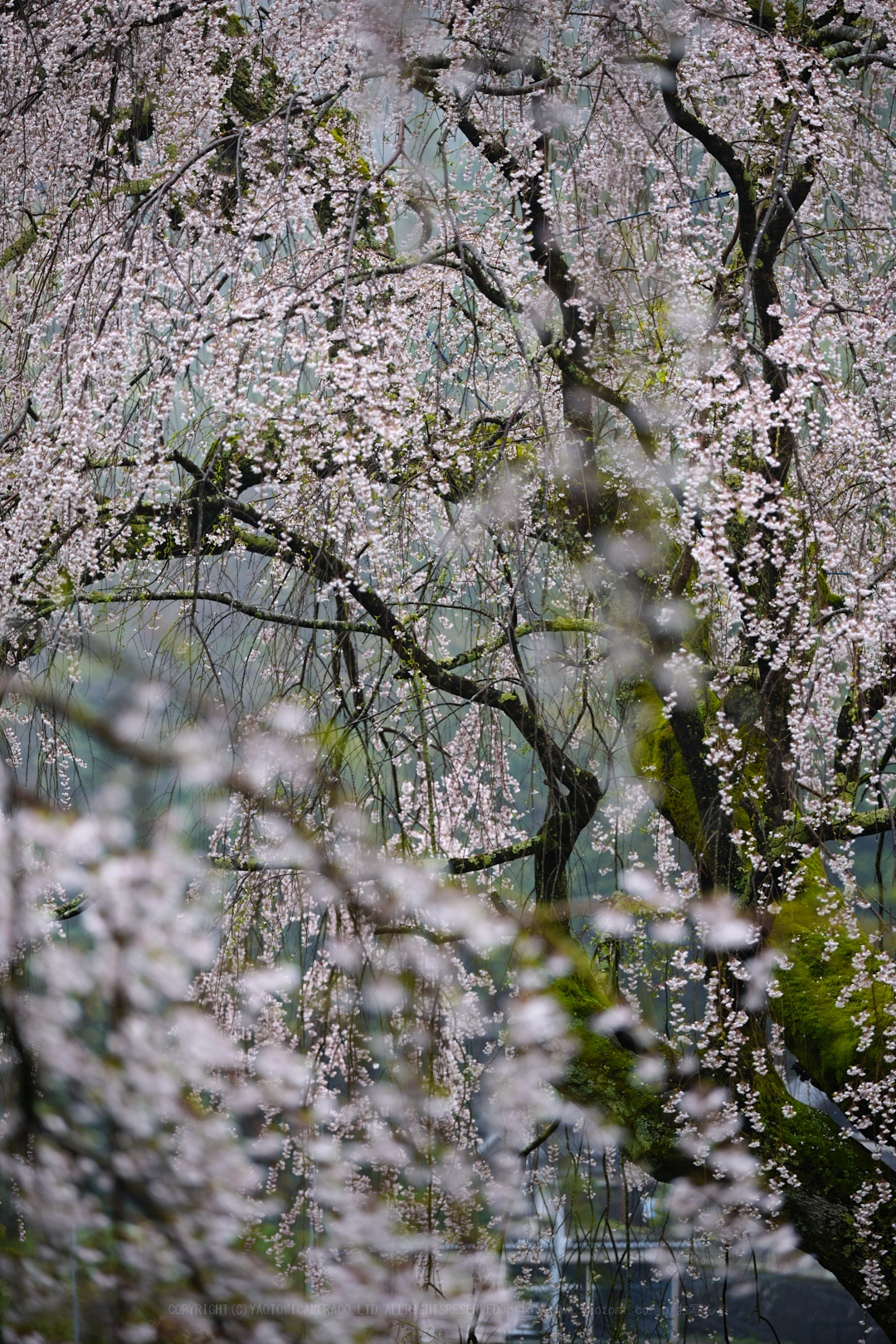 https://www.yaotomi.co.jp/blog/walk/SDIM4991_2020yaotomi.jpg