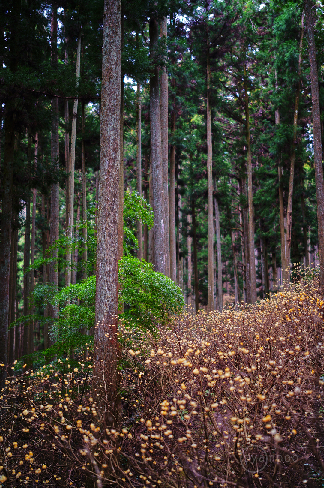 https://www.yaotomi.co.jp/blog/walk/SDIM5065%2C50%20mm%2CF1.4%2Ciso100%28JPEG%29.jpg