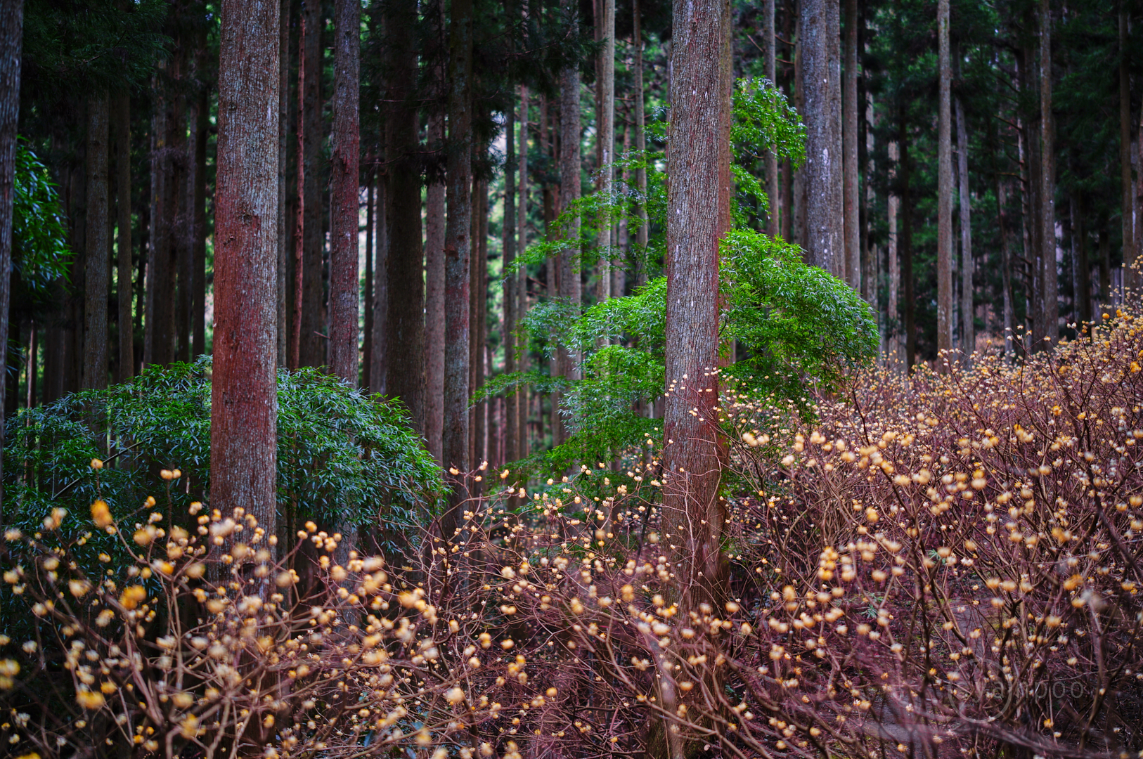 https://www.yaotomi.co.jp/blog/walk/SDIM5068%2C50%20mm%2CF1.4%2Ciso100%28JPEG%29.jpg