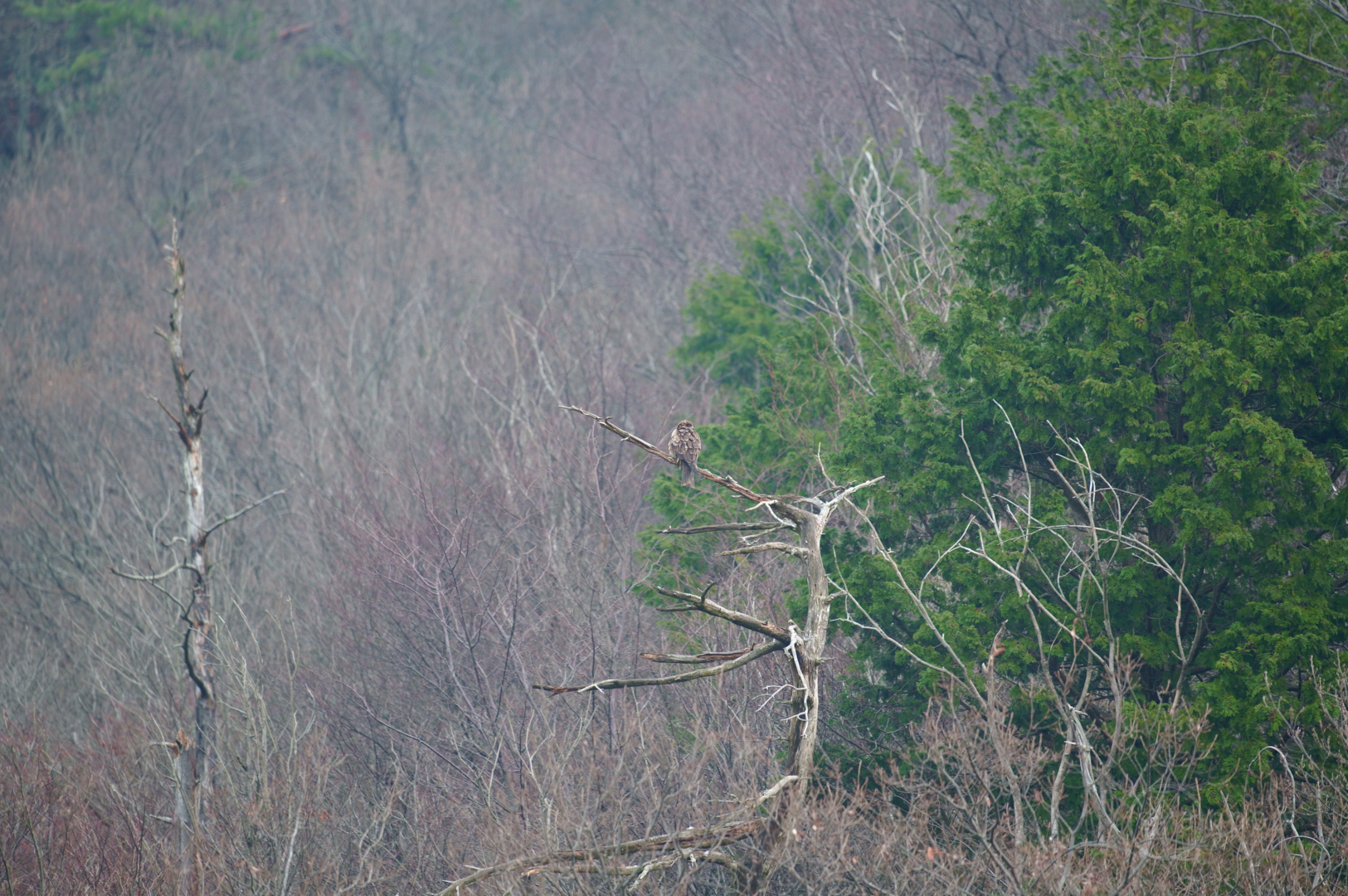 https://www.yaotomi.co.jp/blog/walk/SDIM5070%2C600%20mm%2CF6.3%2Ciso400%28JPEG%29.jpg