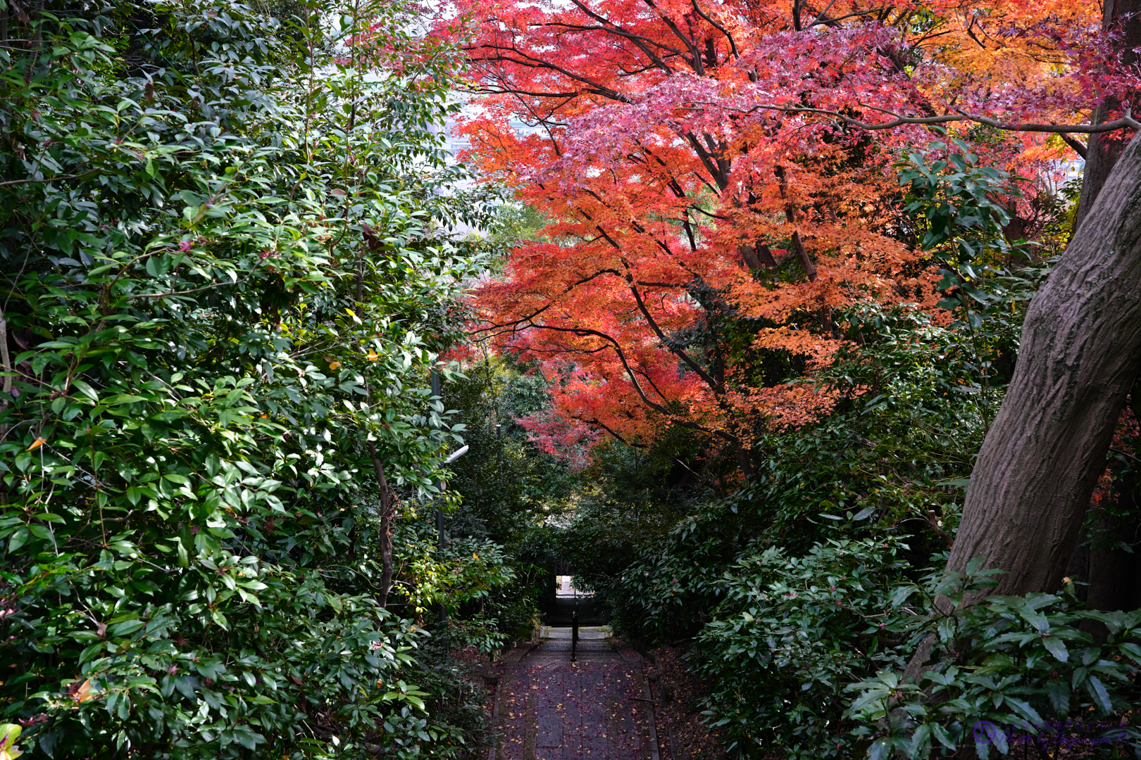 https://www.yaotomi.co.jp/blog/walk/SDIM5093%2CSIGMA%20fp%2C35%20mm_2020yaotomi.jpg