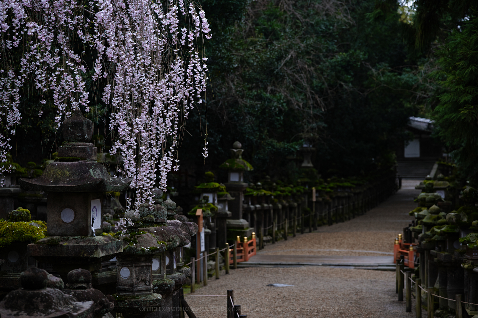 https://www.yaotomi.co.jp/blog/walk/SDIM5095_2020yaotomi.jpg