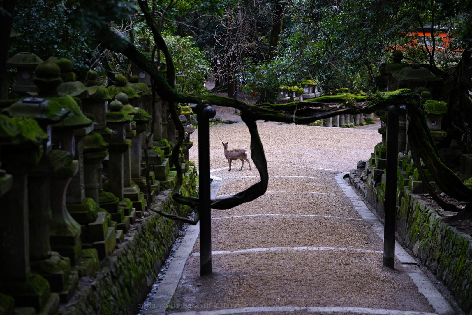 https://www.yaotomi.co.jp/blog/walk/SDIM5108_2020yaotomi.jpg