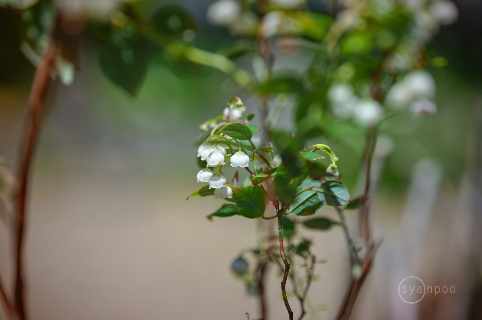 https://www.yaotomi.co.jp/blog/walk/SDIM5138%2C85%20mm%2CF2%2Ciso100%28JPEG%29.jpg