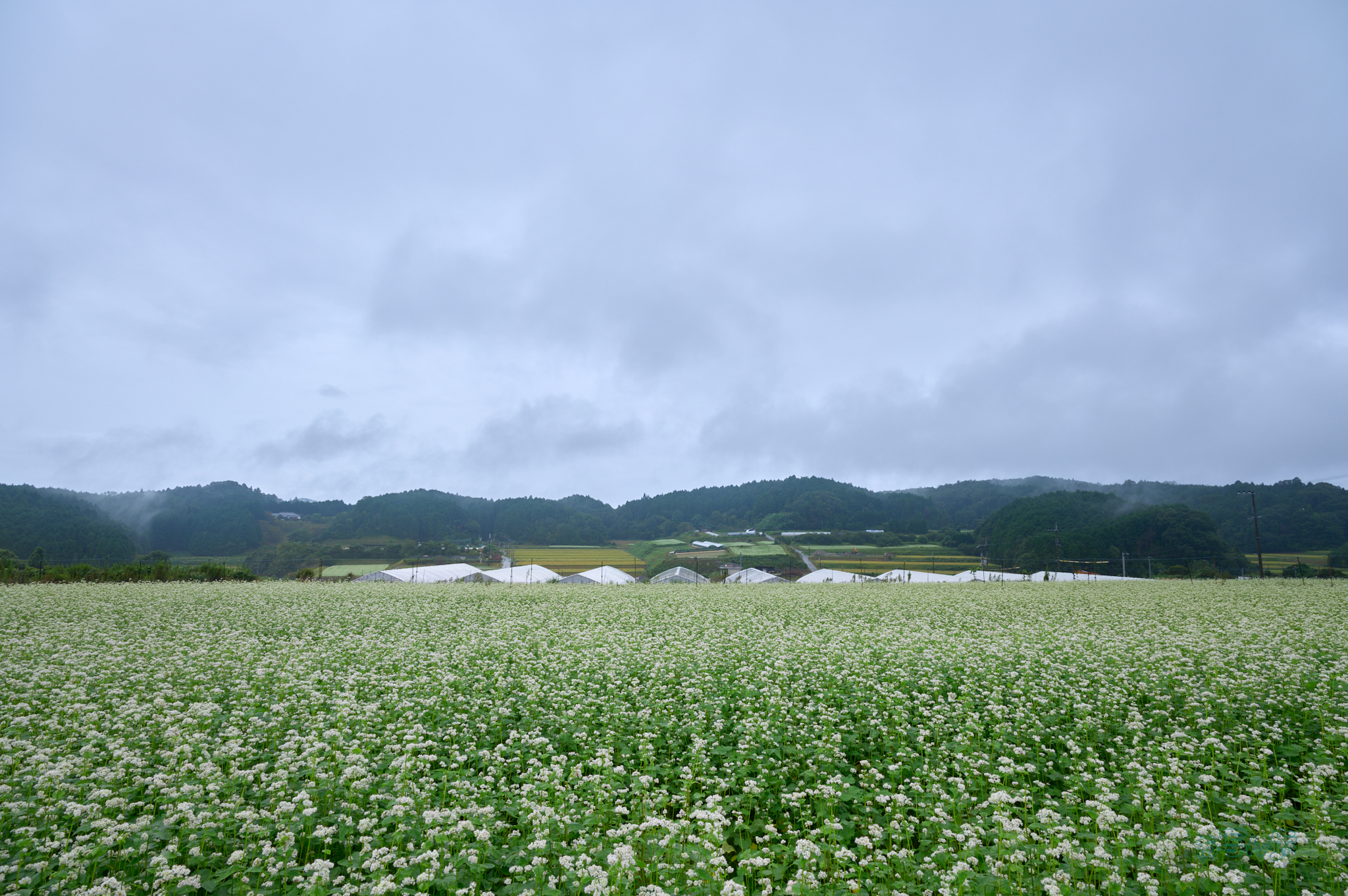 https://www.yaotomi.co.jp/blog/walk/SDIM5142co%2C20%20mm%2CF10%2C1-40%20%E7%A7%92%2Ciso100%2C20-60mm%20F2.8-4%20DG%20%20Contemporary%20026_1.jpg