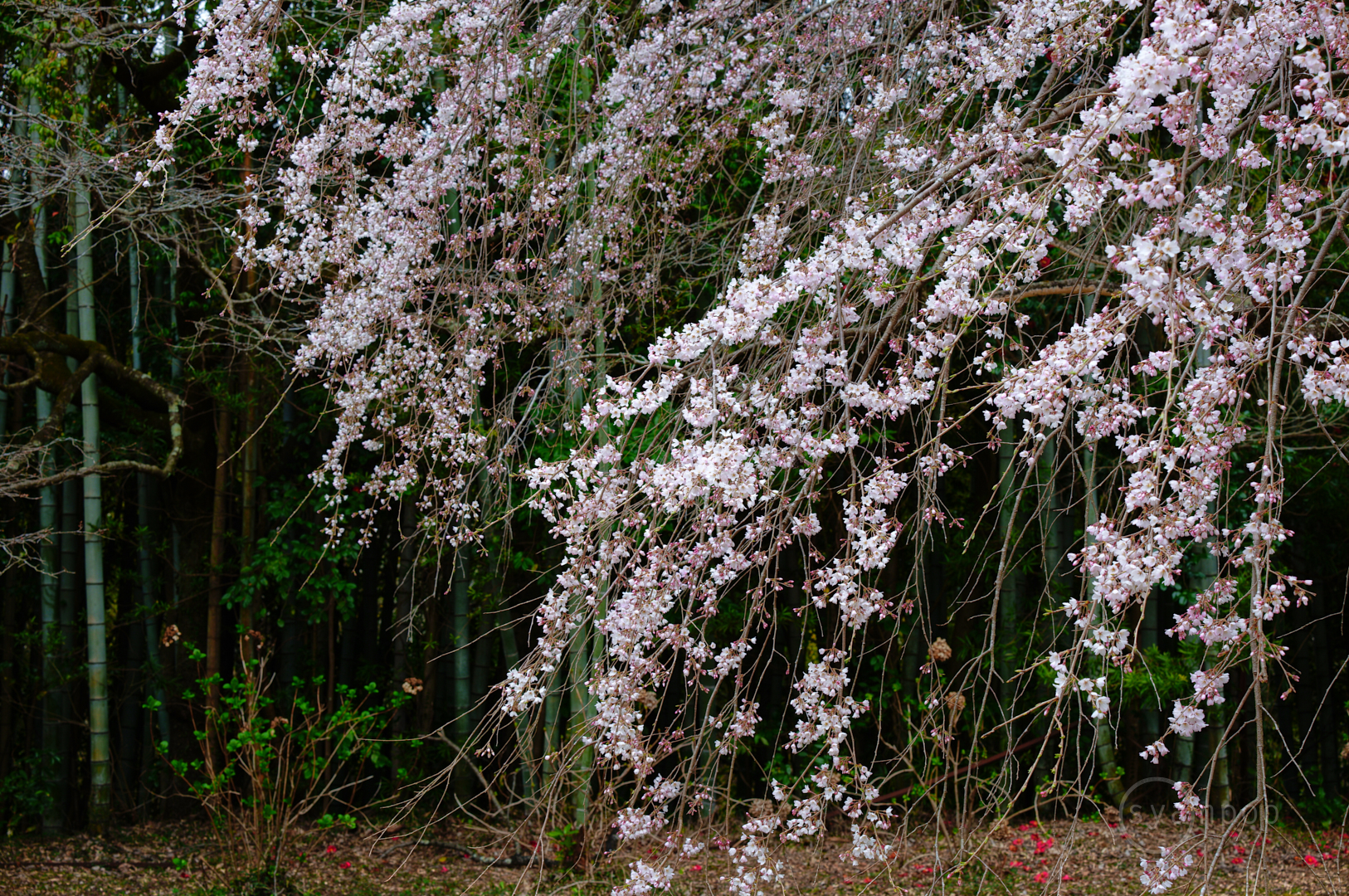 https://www.yaotomi.co.jp/blog/walk/SDIM5158%2C50%20mm%2CF7.5%2Ciso100%28JPEG%29.jpg