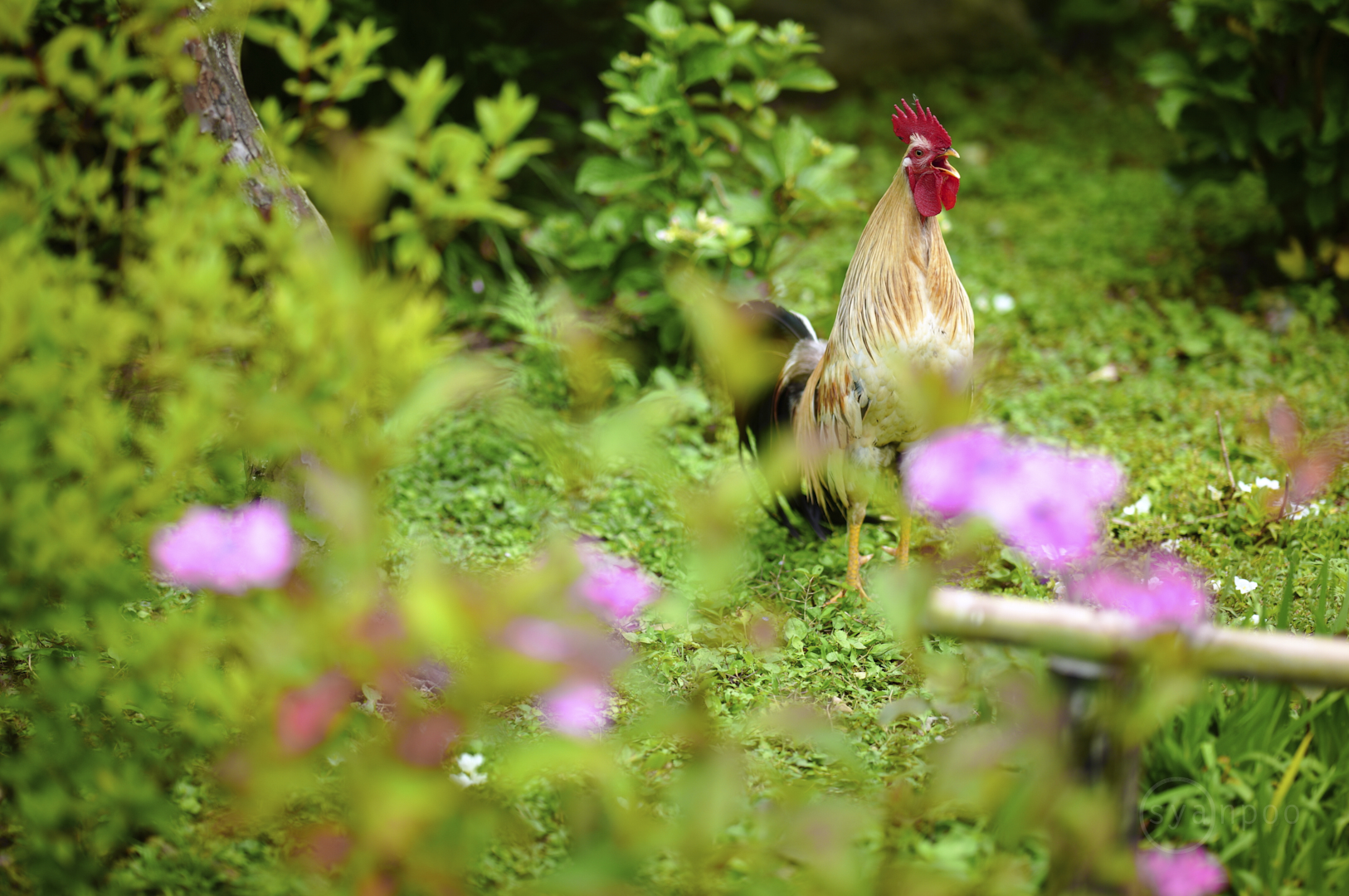 https://www.yaotomi.co.jp/blog/walk/SDIM5198%2C85%20mm%2CF1.4%2Ciso100%28JPEG%29.jpg