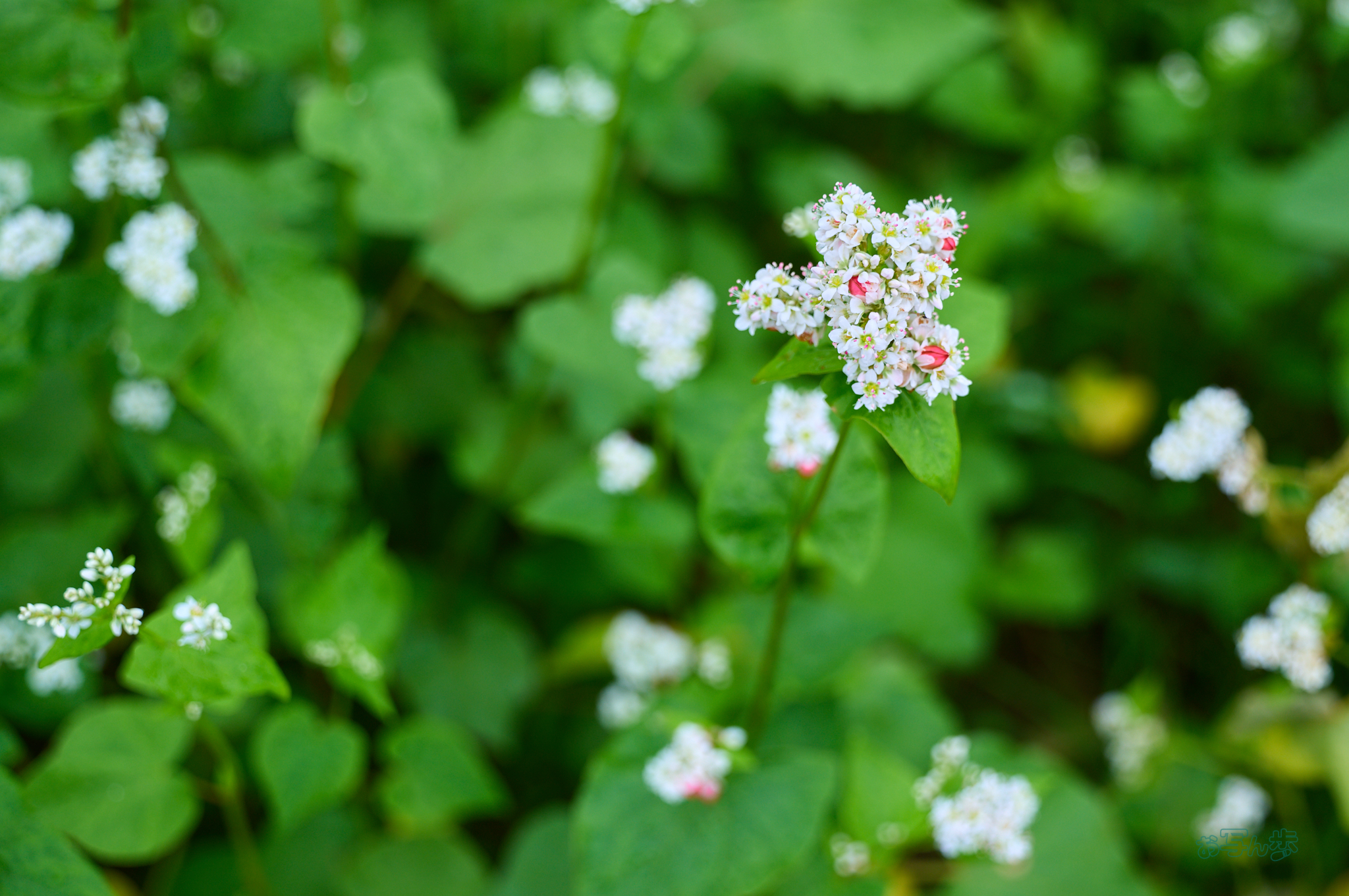 https://www.yaotomi.co.jp/blog/walk/SDIM5210co%2C50%20mm%2CF4%2C1-500%20%E7%A7%92%2Ciso100%2C20-60mm%20F2.8-4%20DG%20%20Contemporary%20026.jpg