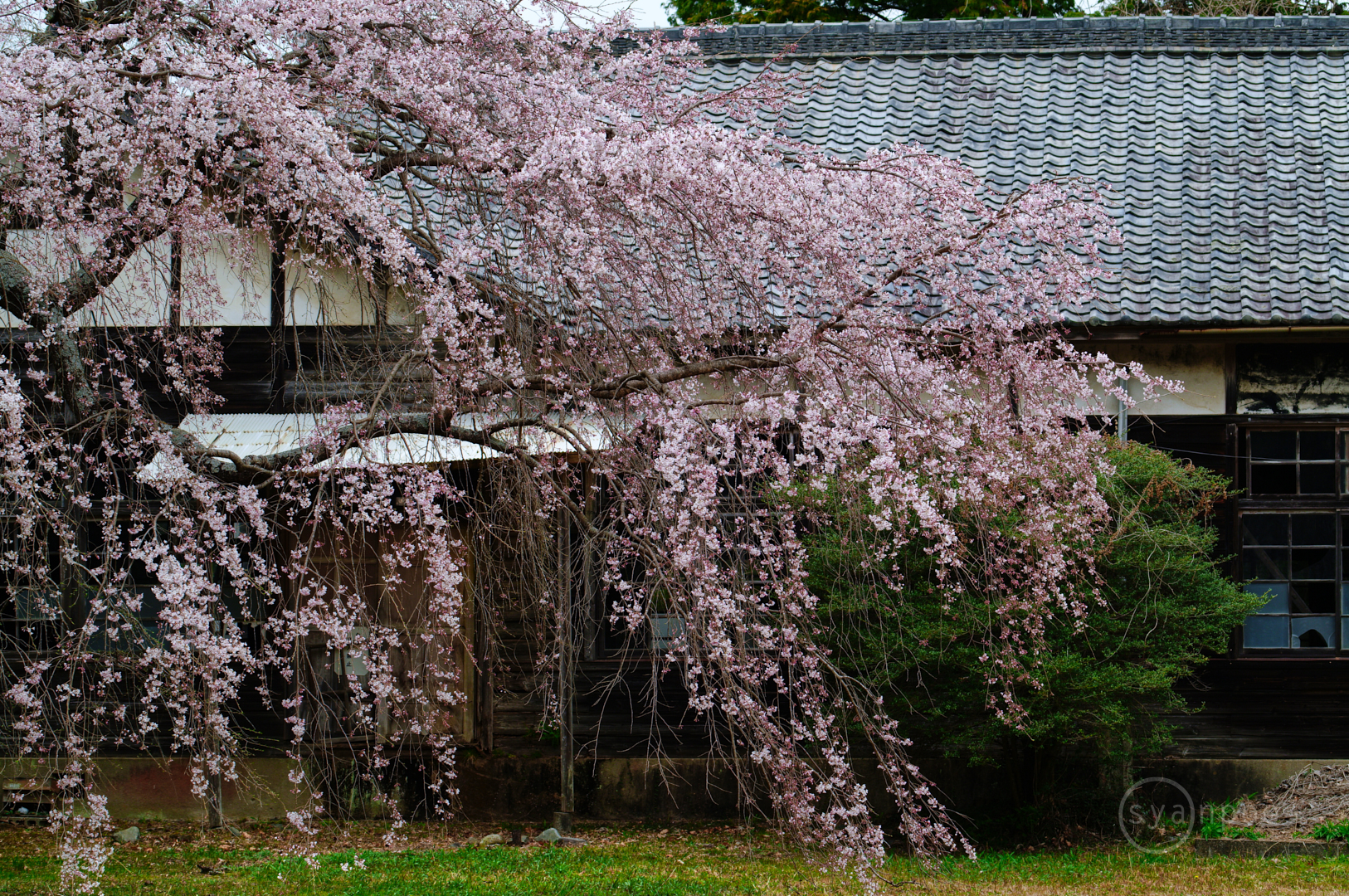 https://www.yaotomi.co.jp/blog/walk/SDIM5304%2C115%20mm%2CF9%2Ciso250%28JPEG%29.jpg