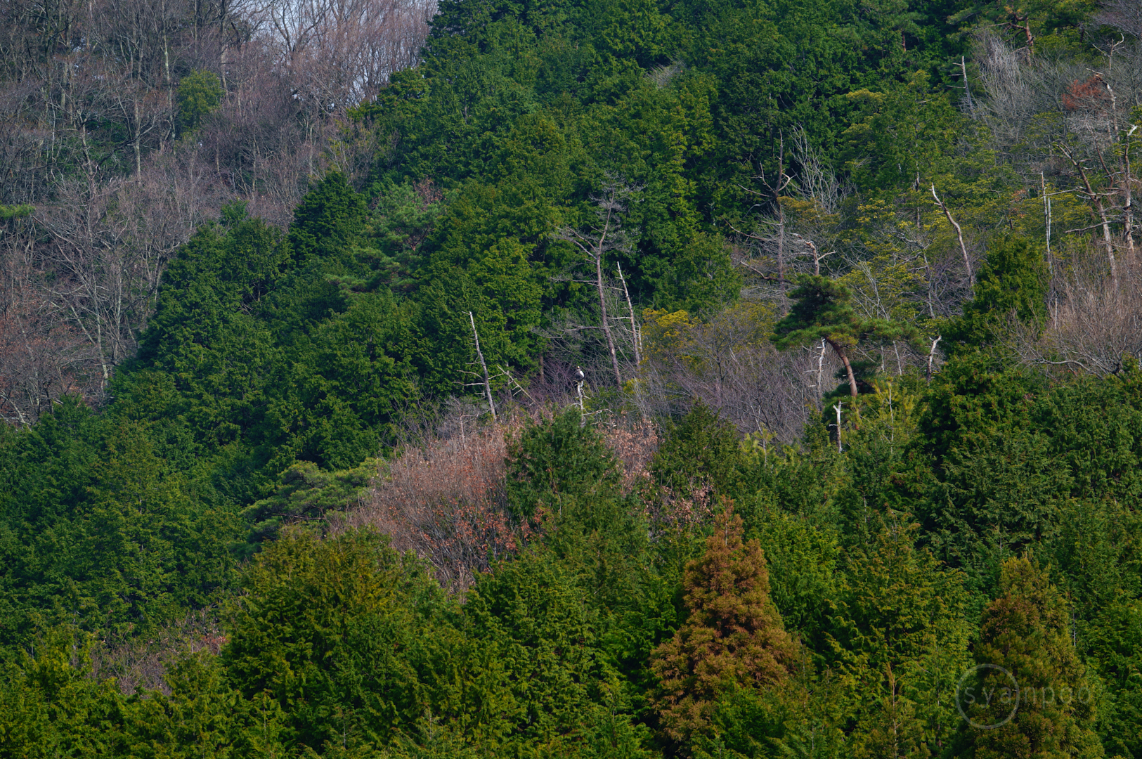 https://www.yaotomi.co.jp/blog/walk/SDIM5309%2C250%20mm%2CF7.1%2Ciso100%28JPEG%29.jpg