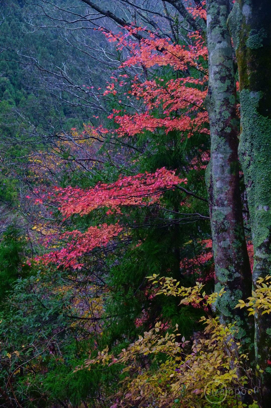 https://www.yaotomi.co.jp/blog/walk/SDIM5331%2C31%20mm%2CF5%2Ciso6400%28JPEG%29.jpg