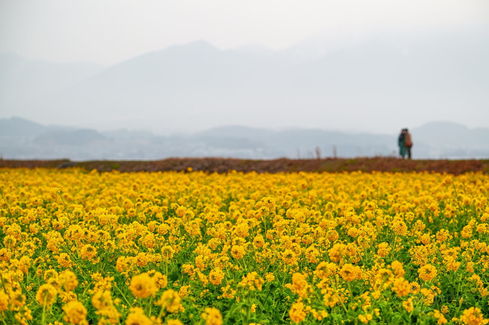 https://www.yaotomi.co.jp/blog/walk/SDIM5632%2C112%20mm%2CF5.6%2Ciso500%28JPEG%29.jpg