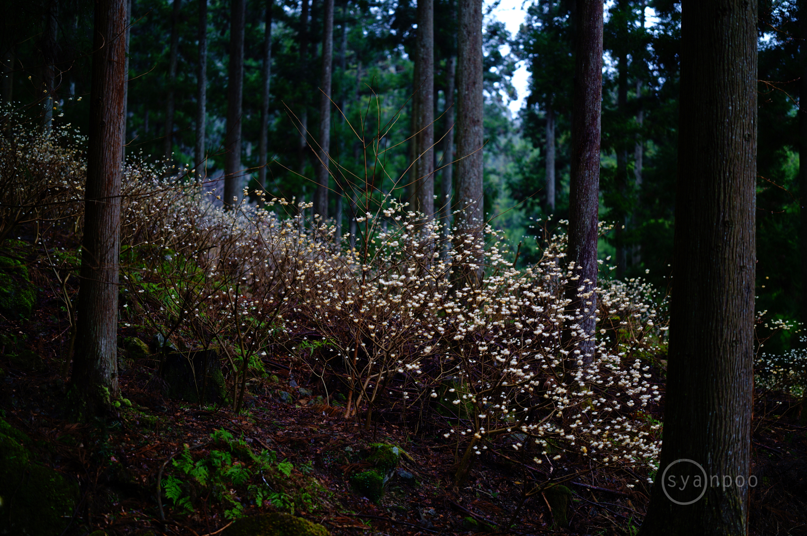 https://www.yaotomi.co.jp/blog/walk/SDIM5951%2C50%20mm%2CF1.2%2Ciso100%28JPEG%29.jpg