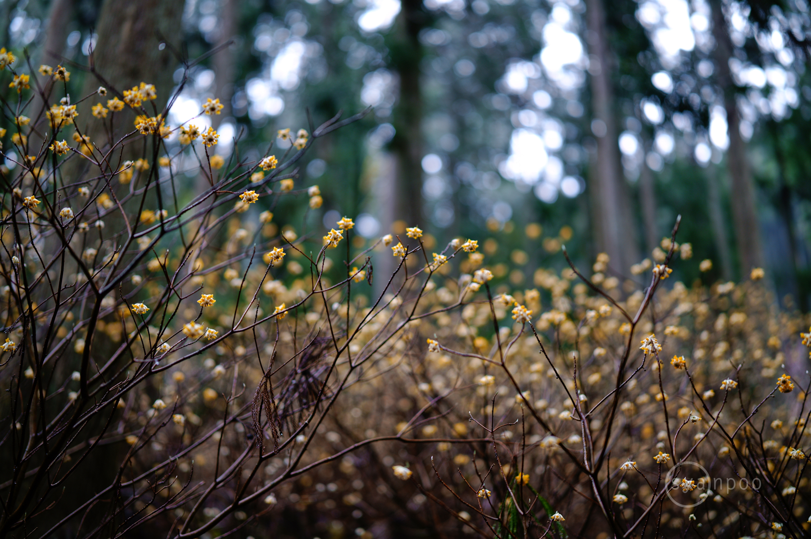 https://www.yaotomi.co.jp/blog/walk/SDIM6025%2C50%20mm%2CF1.2%2Ciso100%28JPEG%29.jpg