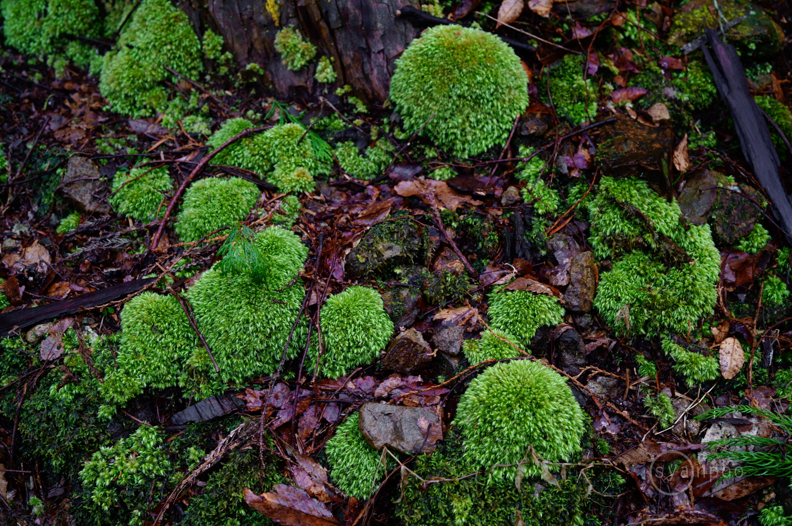 https://www.yaotomi.co.jp/blog/walk/SDIM6104%2C50%20mm%2CF5.6%2Ciso2000%28JPEG%29.jpg