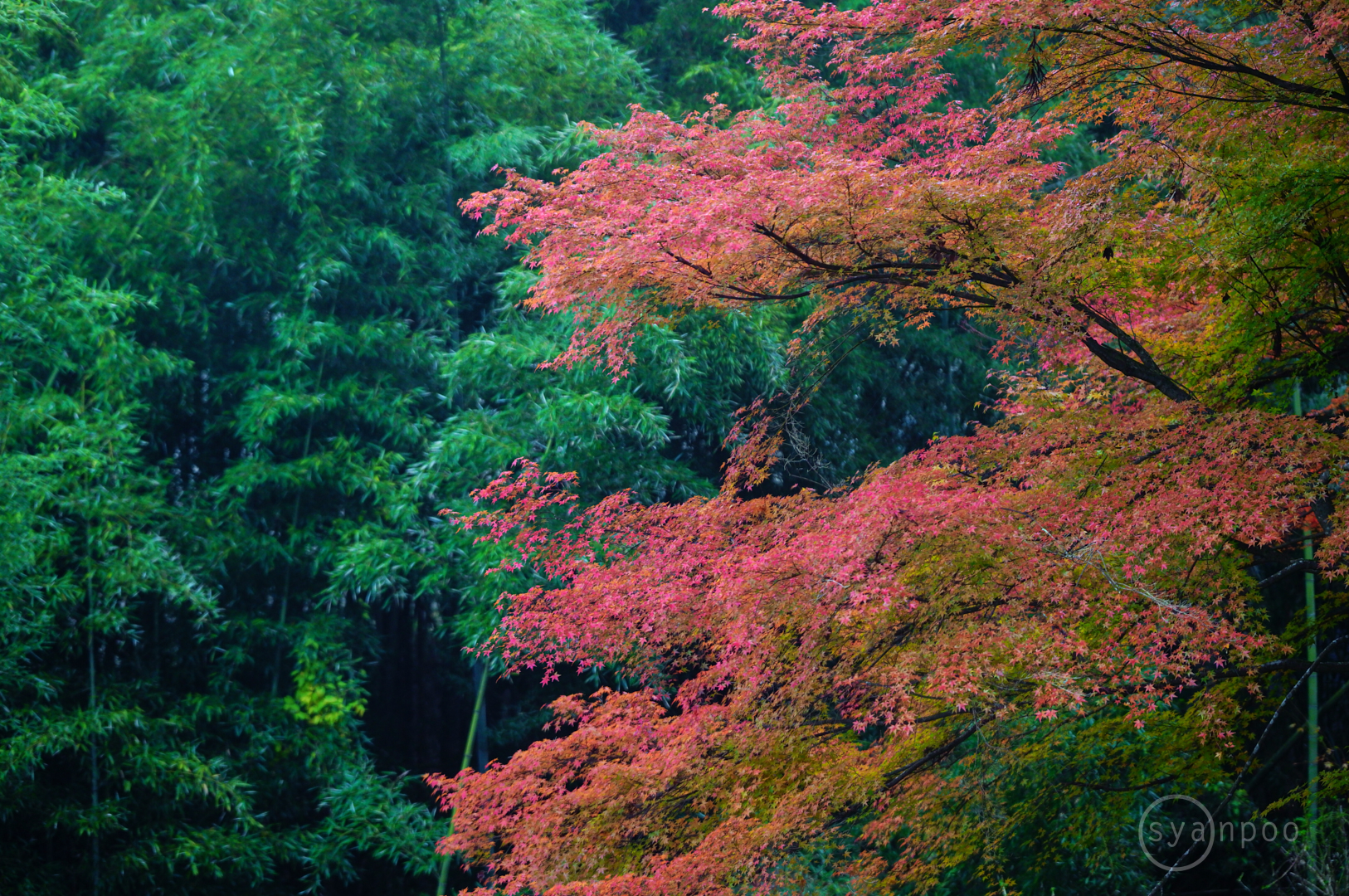 https://www.yaotomi.co.jp/blog/walk/SDIM6134%2C97%20mm%2CF2.8%2Ciso1250%28JPEG%29.jpg