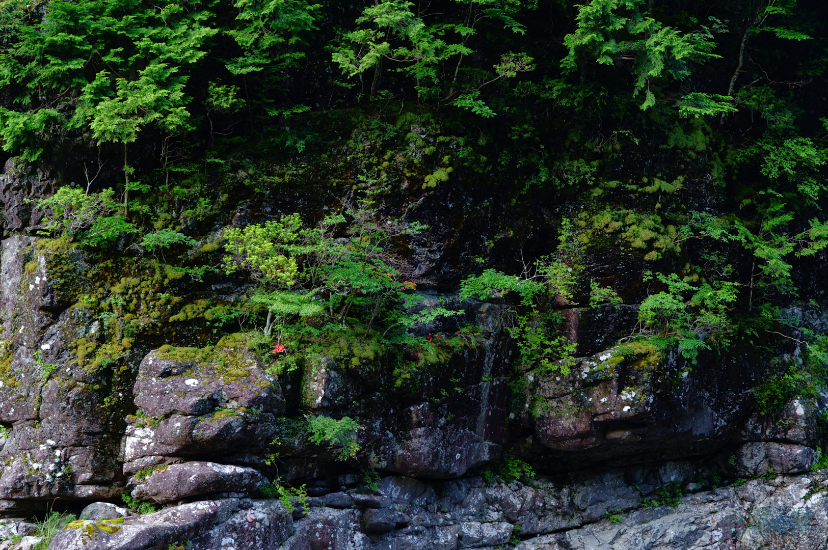 https://www.yaotomi.co.jp/blog/walk/SDIM6187%2C40%20mm%2CF5.6%2C1-60%20%E7%A7%92%2Ciso400%28JPEG%29.jpg
