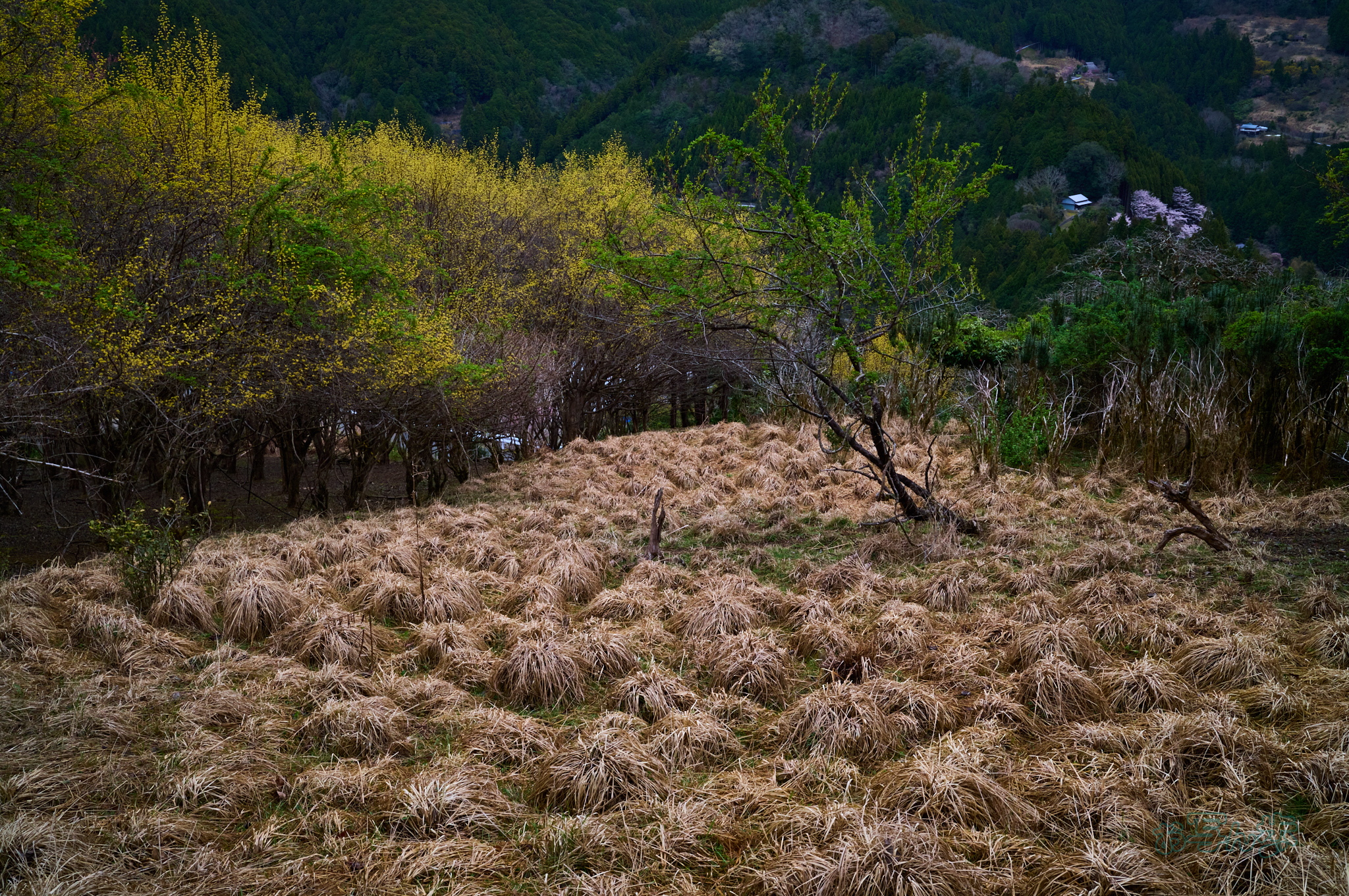 https://www.yaotomi.co.jp/blog/walk/SDIM6203co%2C35%20mm%2CF11%2Ciso1600%28DNG%29.jpg